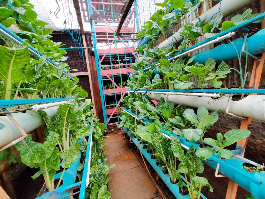 Nairobi youth abandon crime, leverage technology to produce safe food