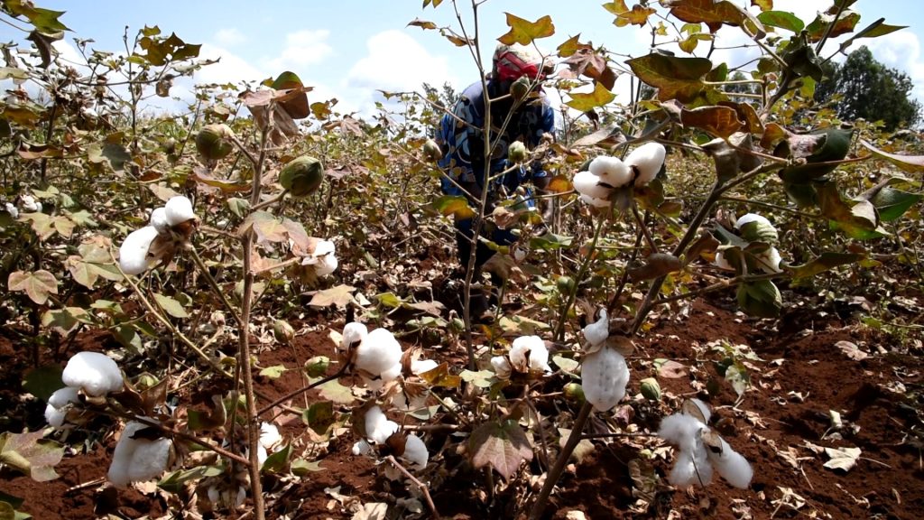 Cotton farmers in Kenya are increasingly embracing BT cotton
