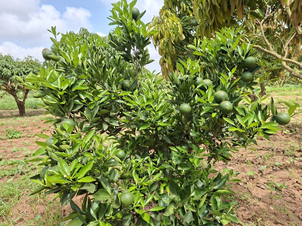 Fruit farming in Makueni Kenya