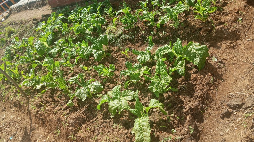 Technology proves more results compared to traditional farming ways
