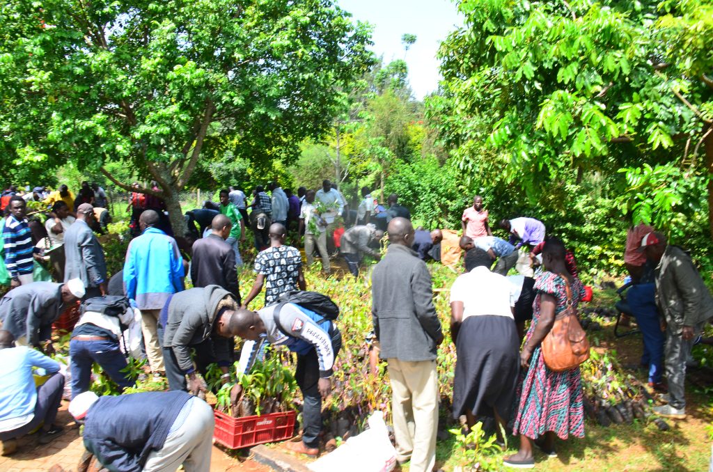 The National Government Distributies Over 4O,000 Hass Avocado Seedlings to Boost Farmers’ Income in Migori County