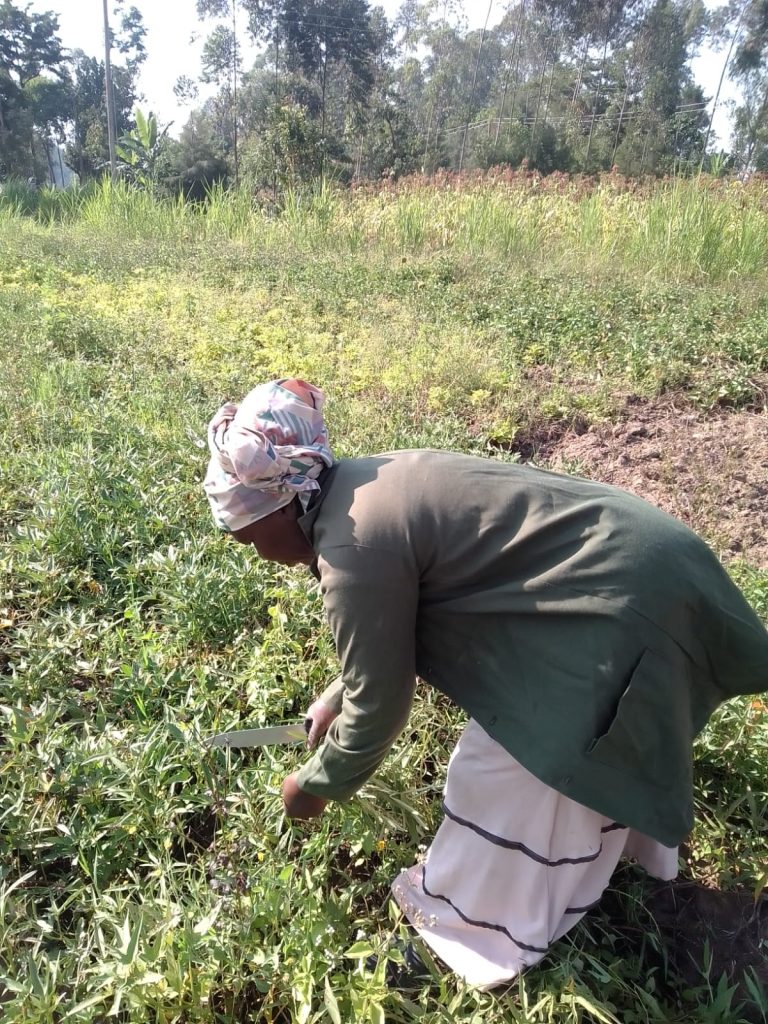 The Silos of Silence: Why Kakamega’s 36% Post-Harvest Loss Is a Crisis Hiding in Plain Sight